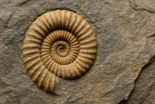 Fossil